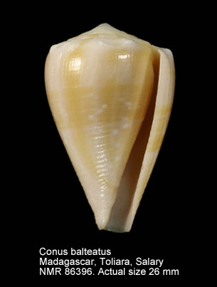 Conus balteatus.jpg - Conus balteatus G.B.Sowerby,1833